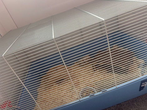 syrian hamster