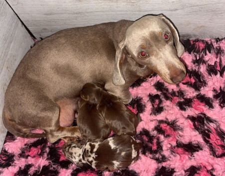Miniature dachshund