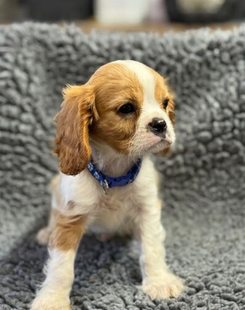 Cavalier King Charles Spaniel Puppies