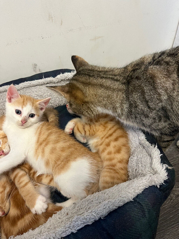 Male & female ginger tabbies