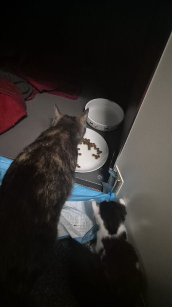 Cute kittens