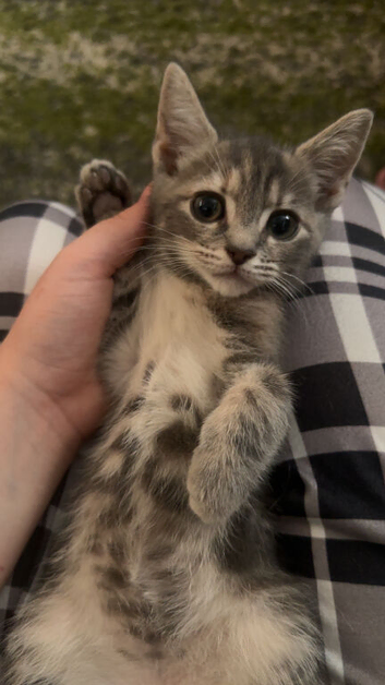 Needs a new home URGENT