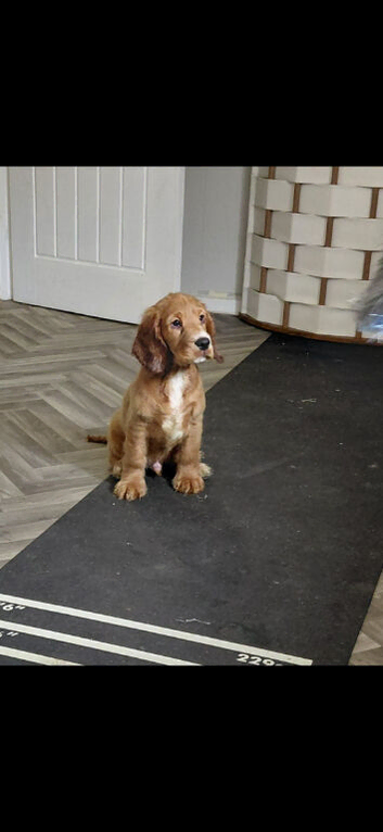2 cocker spaniel puppies