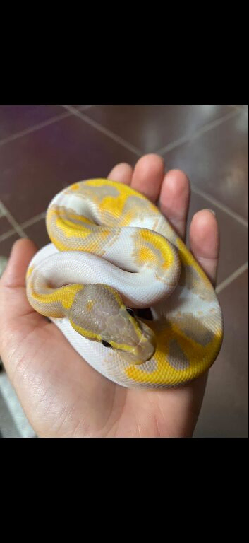 Royal Python (Banna Pied Yellowbelly)