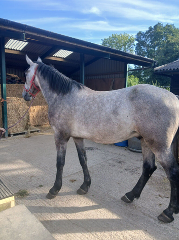 Reg Irish draught gelding 17hh