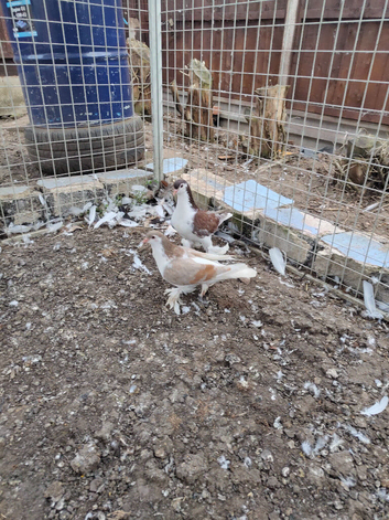 Lahore pigeon breeding pair