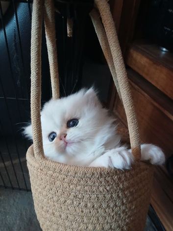Teddy face kitten pure breed
