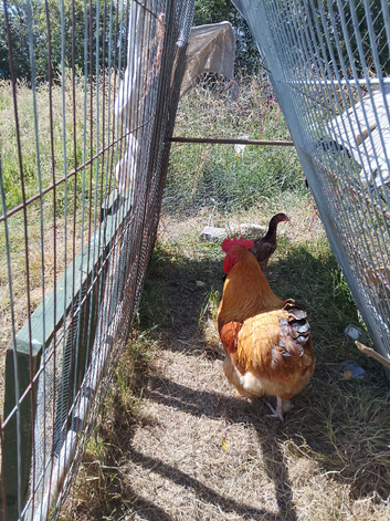 Cockerel and hen