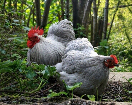 Lavender pekin hatching eggs
