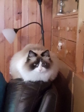 4 year old ragamuffin cat