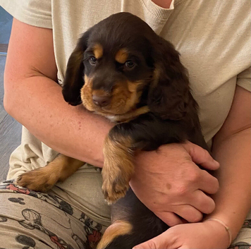 Working Cocker Spaniel Brown and Tan Bitch