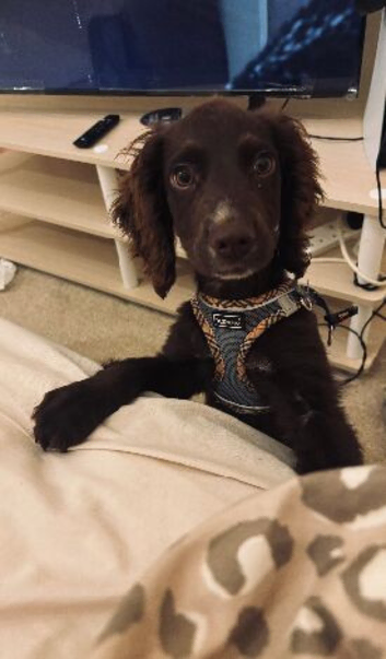 Chocolate cocker spaniel