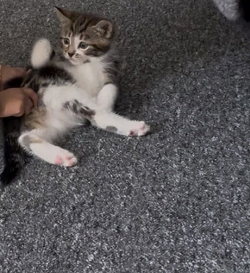 Kitten for sale including bits