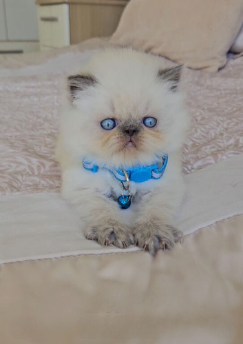 Stunning Pedigree Persian Kittens