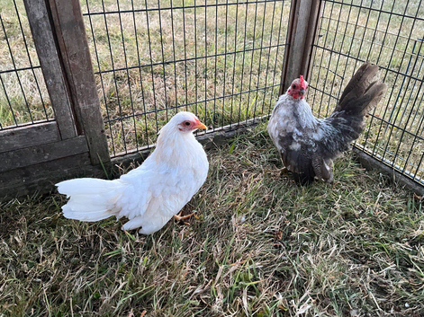 Serama pair ( hen & cockerel ) 3 months old
