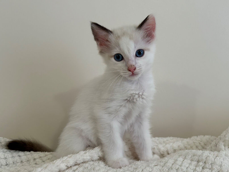Lilac Bicolour Ragdoll Male Ready Now