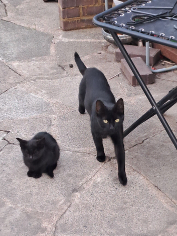 Kittens