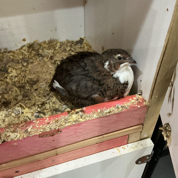 Tuxedo jumbo quail