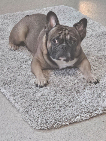 French bulldog male