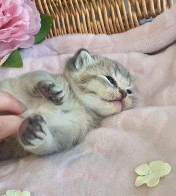 BEAUTIFUL BSH KITTENS