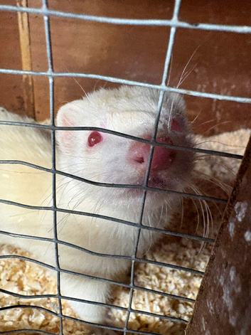 Ferret kit Hobs for sale