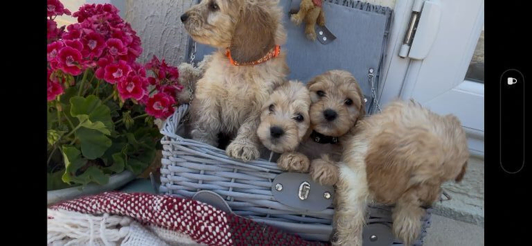 Miniature cockapoo