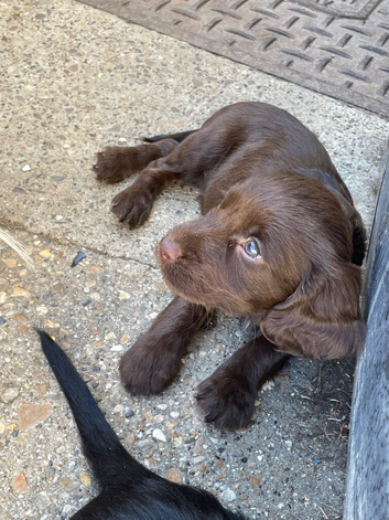 Sprocker pups