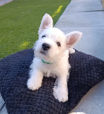 Gorgeous RKC reg West highland white terrier puppies