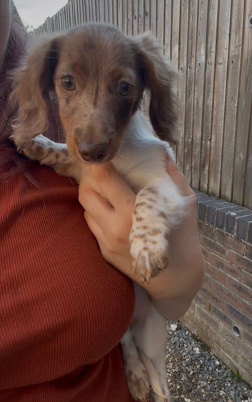 Female Piebald dapple dachshund