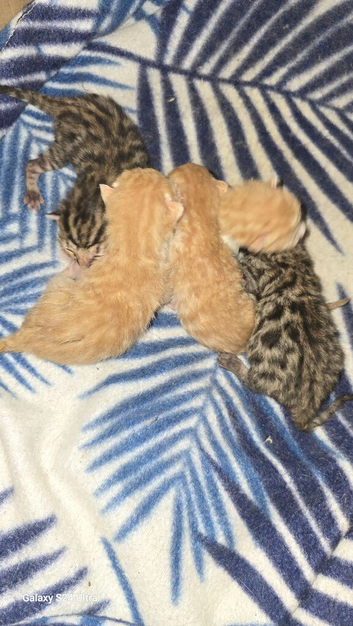 BENGAL X SELKIRK REX BOYS