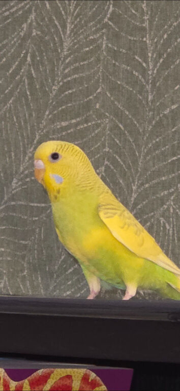Female 1yr old yellow and green budgie