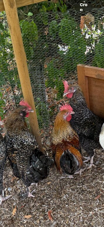 Point of lay hens