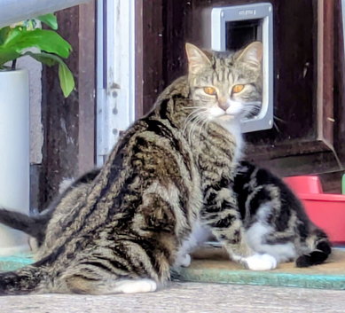 2 kittens
