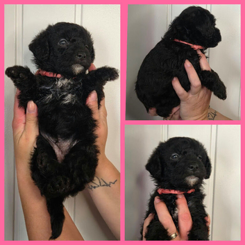8 Adorable Female Patterpoos