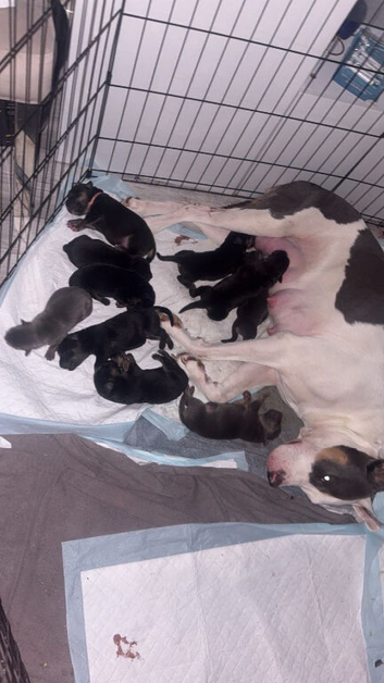 German shepherd / American bulldog puppies
