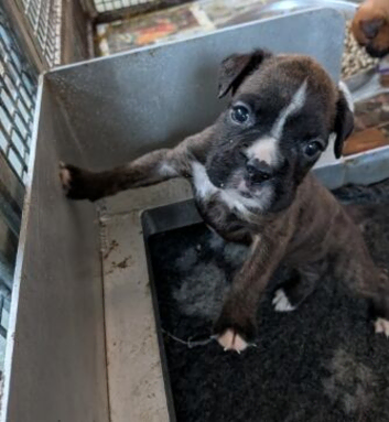 Beautiful Litter Of Boxer Pups