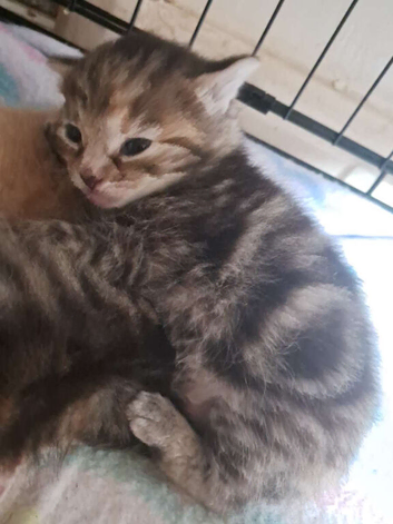 Kittens for sale