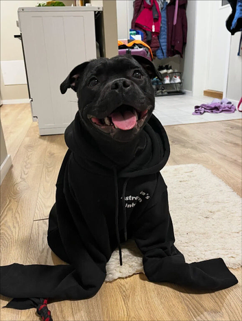 Male Staffy 1 Year Old
