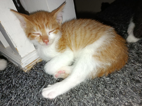 Lovely kittens