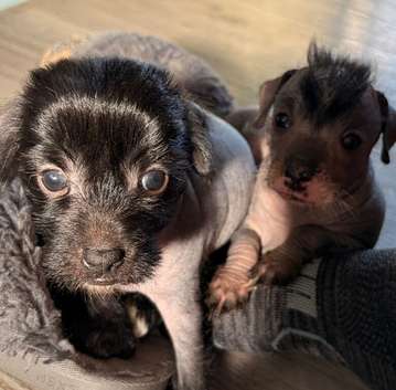 Crestepoo puppies (hairless) deposit now taken on both girls