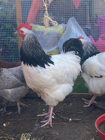 Light Sussex Cockerel