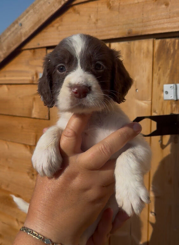 Cocker spaniel puppy&rsquo;s