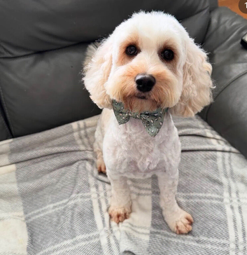 Loving cockapoo