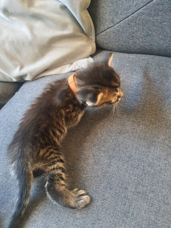 Gorgeous tabby & black kittens for sale!
