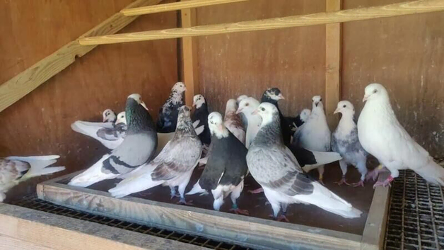 Quality roller pigeons in various colours