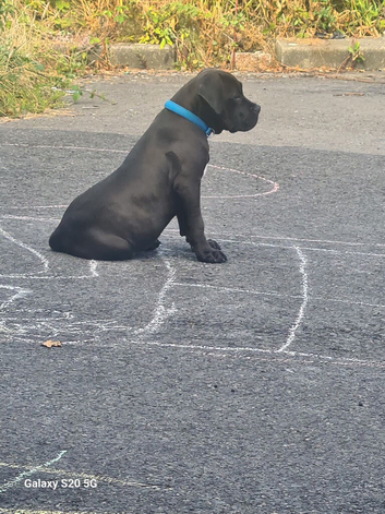 Labx staff puppy
