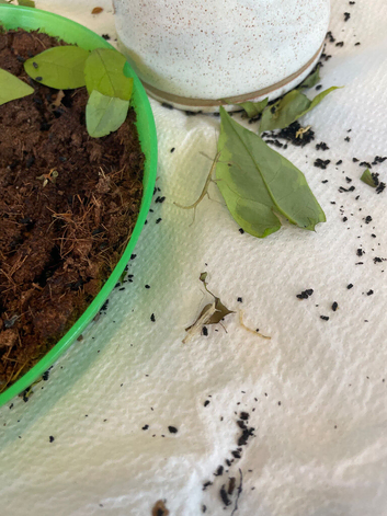 Stick insects for rehoming