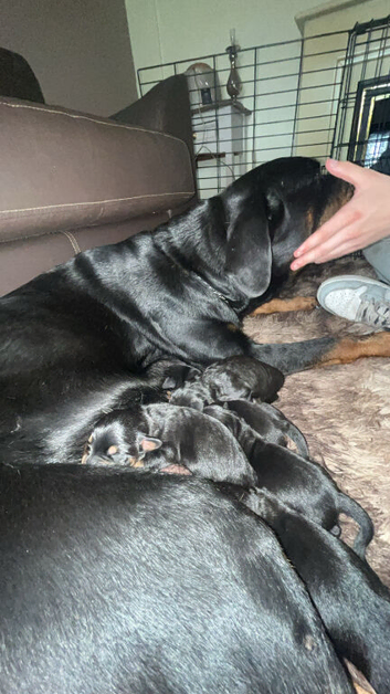 Rottweiler puppies one girl one boy