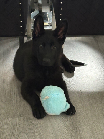 Kc registered female