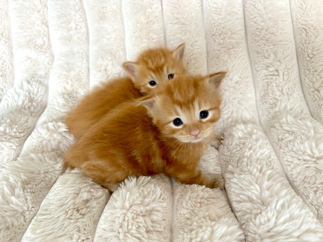 5 Beautiful Kittens
